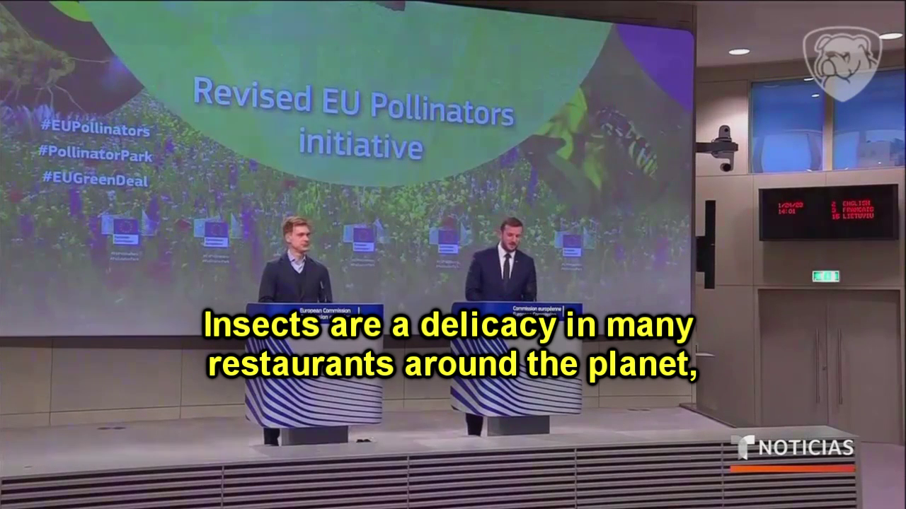 WATCH: Telemundo anchor encourages viewers to eat the bugs